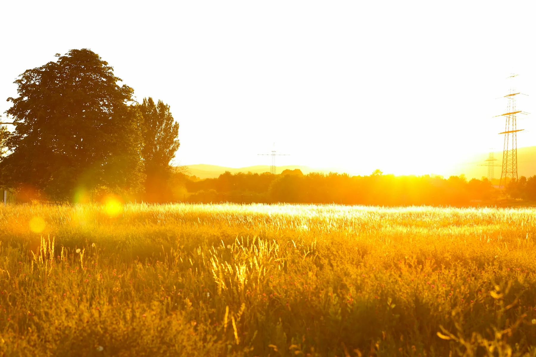 Lage zon over een grasveld