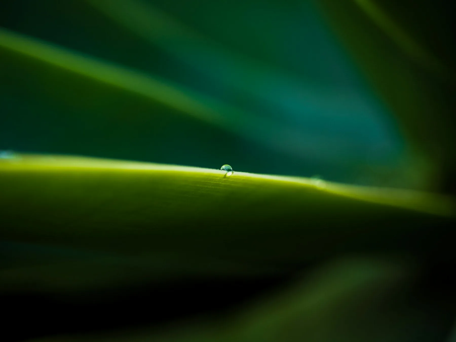 Blad met een waterdruppel, van heel dichtbij